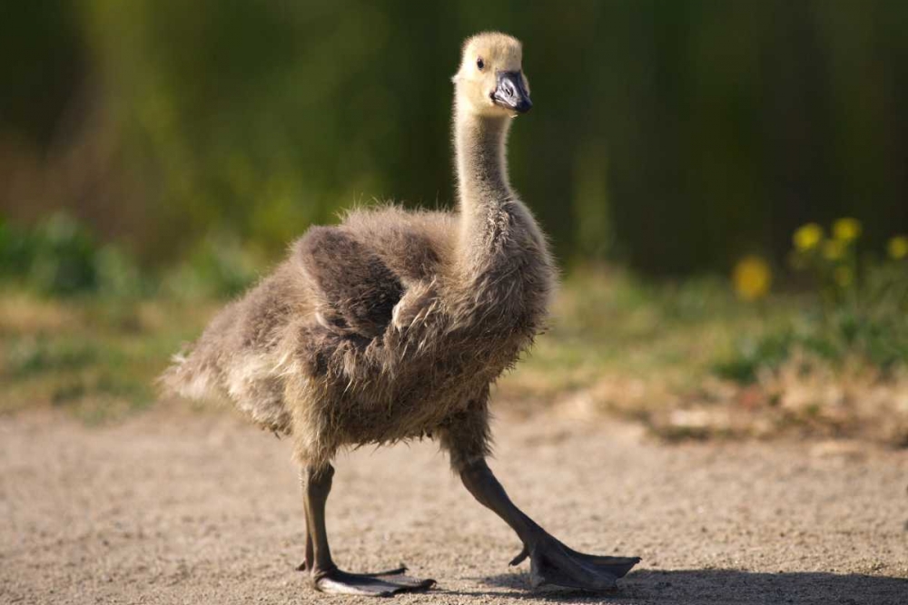 California, San Diego, Lakeside Canadian Gosling art print by Christopher Talbot Frank for $57.95 CAD