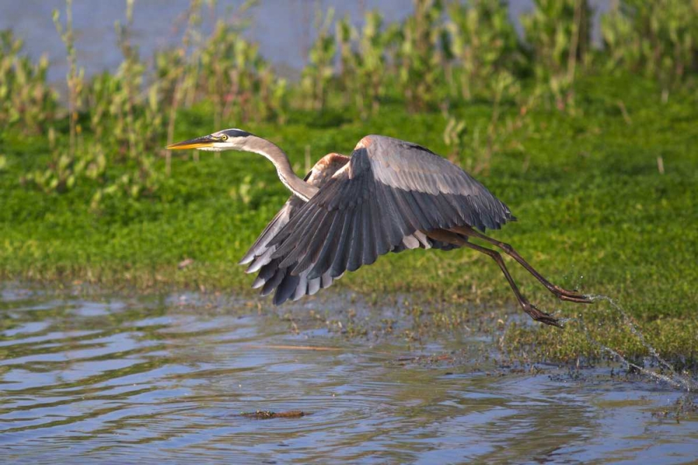 California, San Diego, Great Blue Heron flying art print by Christopher Talbot Frank for $57.95 CAD