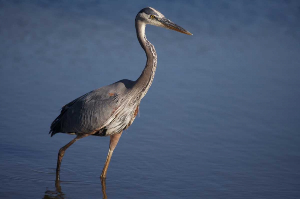 California, San Diego, Lakeside Great Blue Heron art print by Christopher Talbot Frank for $57.95 CAD