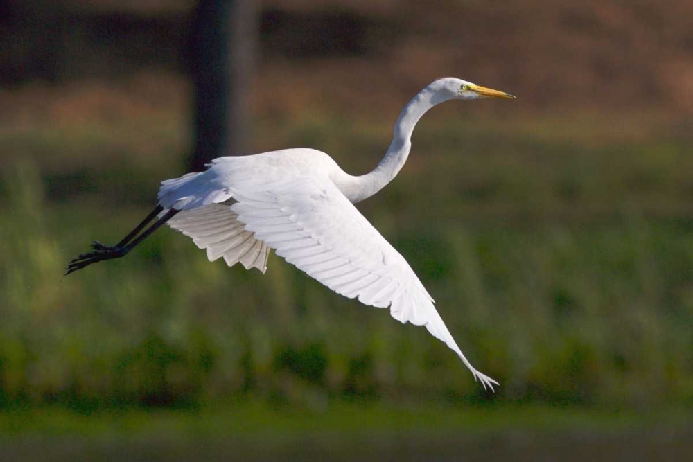 California, San Diego Great Egret flying art print by Christopher Talbot Frank for $57.95 CAD