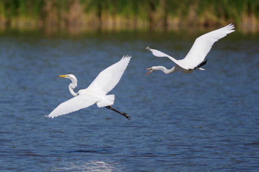 California, San Diego, Lakeside Great Egrets art print by Christopher Talbot Frank for $57.95 CAD