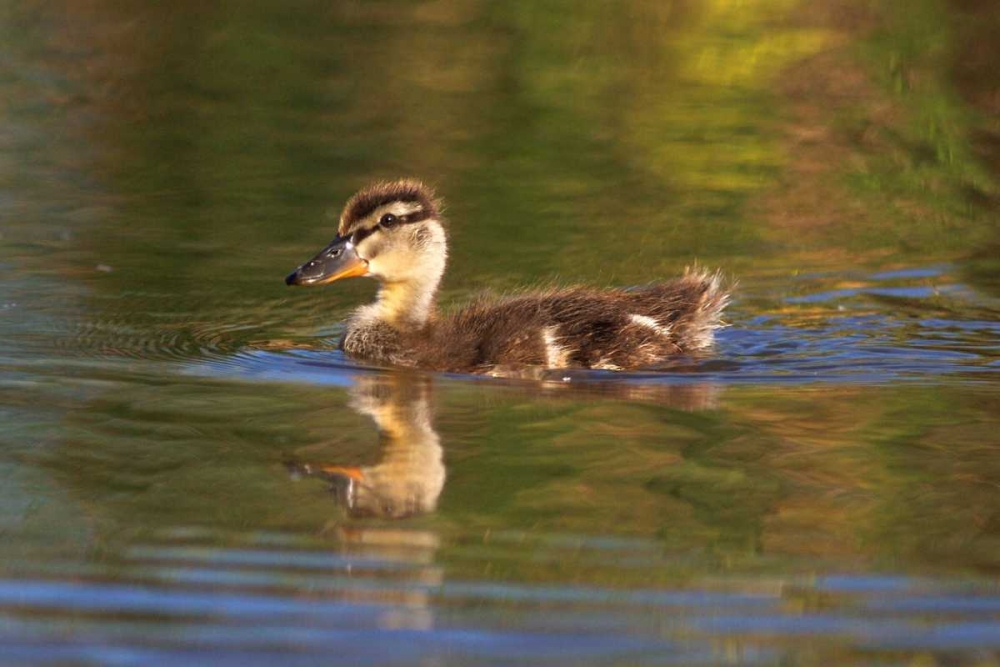California, San Diego, Lakeside Mallard Duckling art print by Christopher Talbot Frank for $57.95 CAD