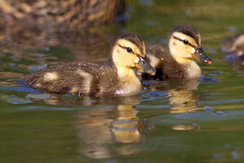 California, San Diego Mallard Ducklings art print by Christopher Talbot Frank for $57.95 CAD