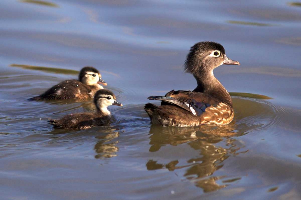 CA, San Diego, Lakeside Wood duck and Ducklings art print by Christopher Talbot Frank for $57.95 CAD