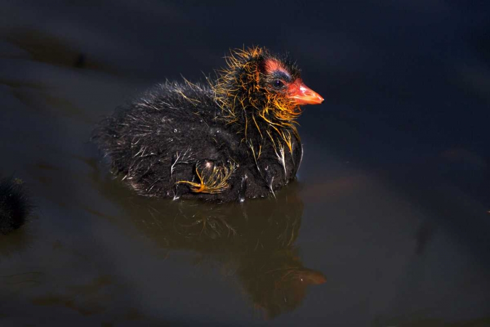 USA, California, San Diego, Lakeside Mud Chick art print by Christopher Talbot Frank for $57.95 CAD