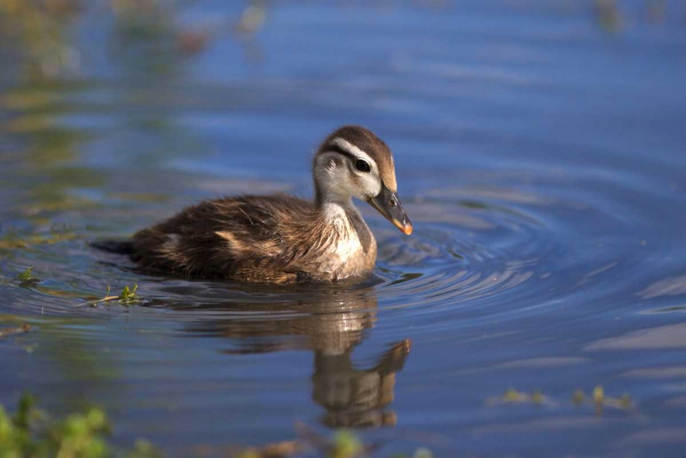 California, San Diego, Lakeside Wood Duckling art print by Christopher Talbot Frank for $57.95 CAD