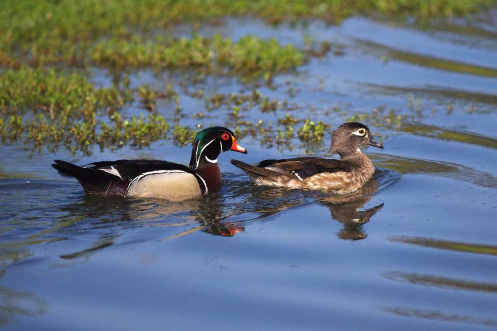 USA, California, San Diego, Lakeside Wood Ducks art print by Christopher Talbot Frank for $57.95 CAD