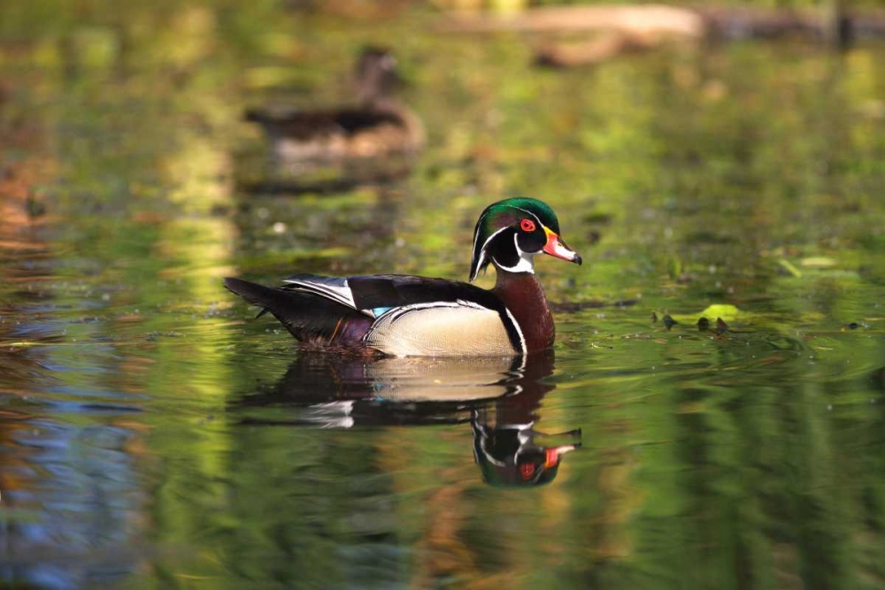 USA, California, San Diego, Lakeside Wood Ducks art print by Christopher Talbot Frank for $57.95 CAD