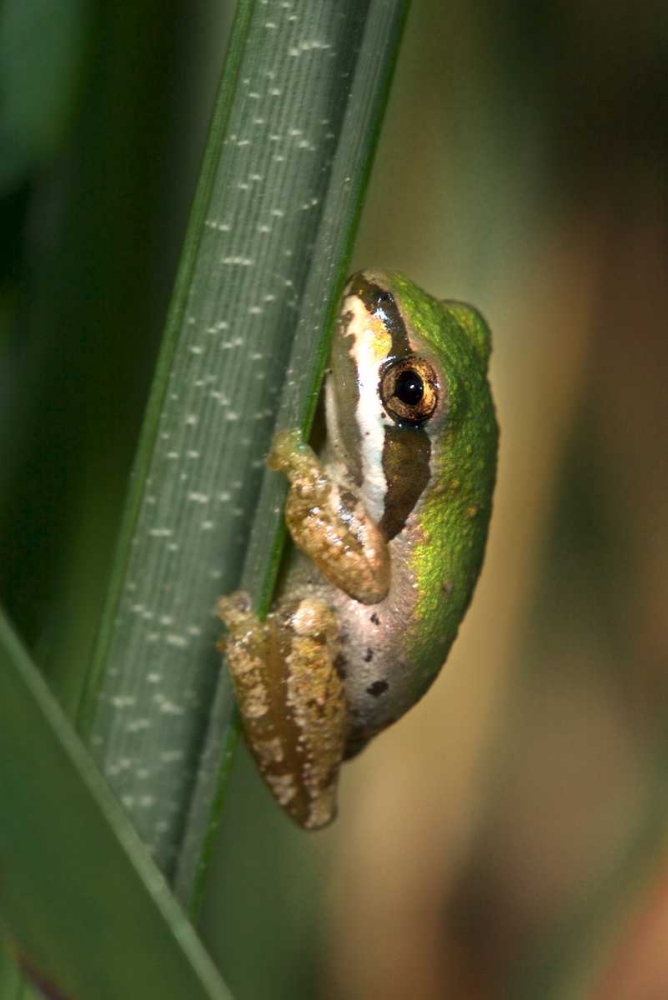 CA, San Diego, Mission Trails Green Tree Frog art print by Christopher Talbot Frank for $57.95 CAD