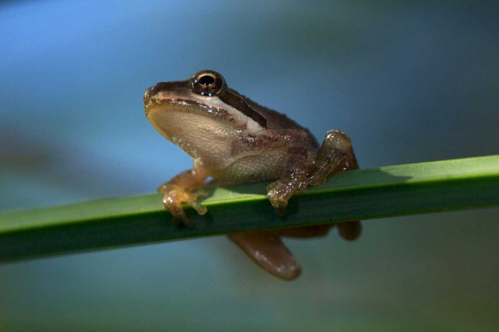 CA, San Diego, Mission Trails A Baby Tree Frog art print by Christopher Talbot Frank for $57.95 CAD