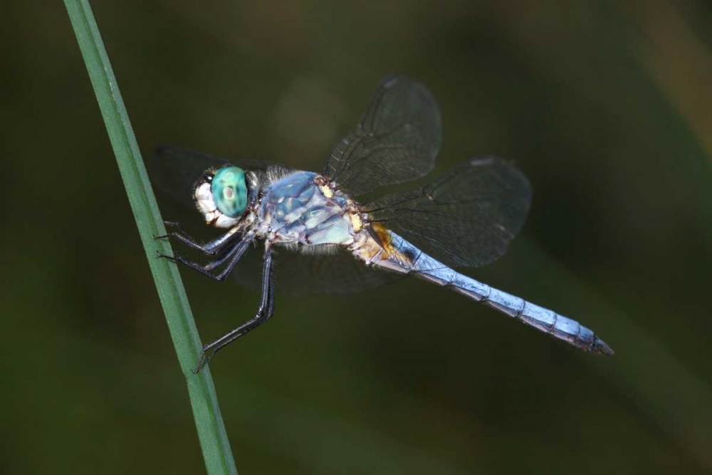CA, Mission Trails regional Park Blue Dragonfly art print by Christopher Talbot Frank for $57.95 CAD