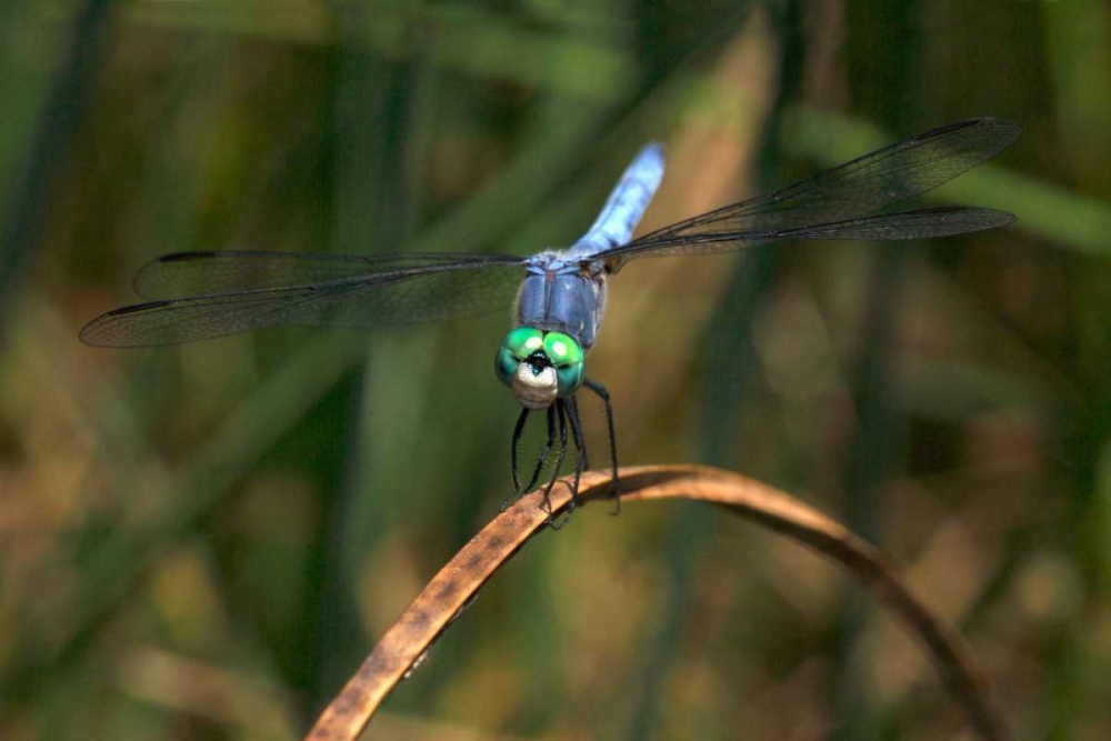 CA, Mission Trails regional Park Blue Dragonfly art print by Christopher Talbot Frank for $57.95 CAD