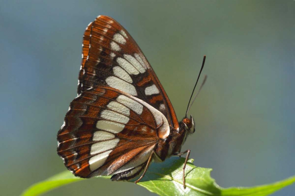 CA, San Diego, Mission Trails Park A Butterfly art print by Christopher Talbot Frank for $57.95 CAD