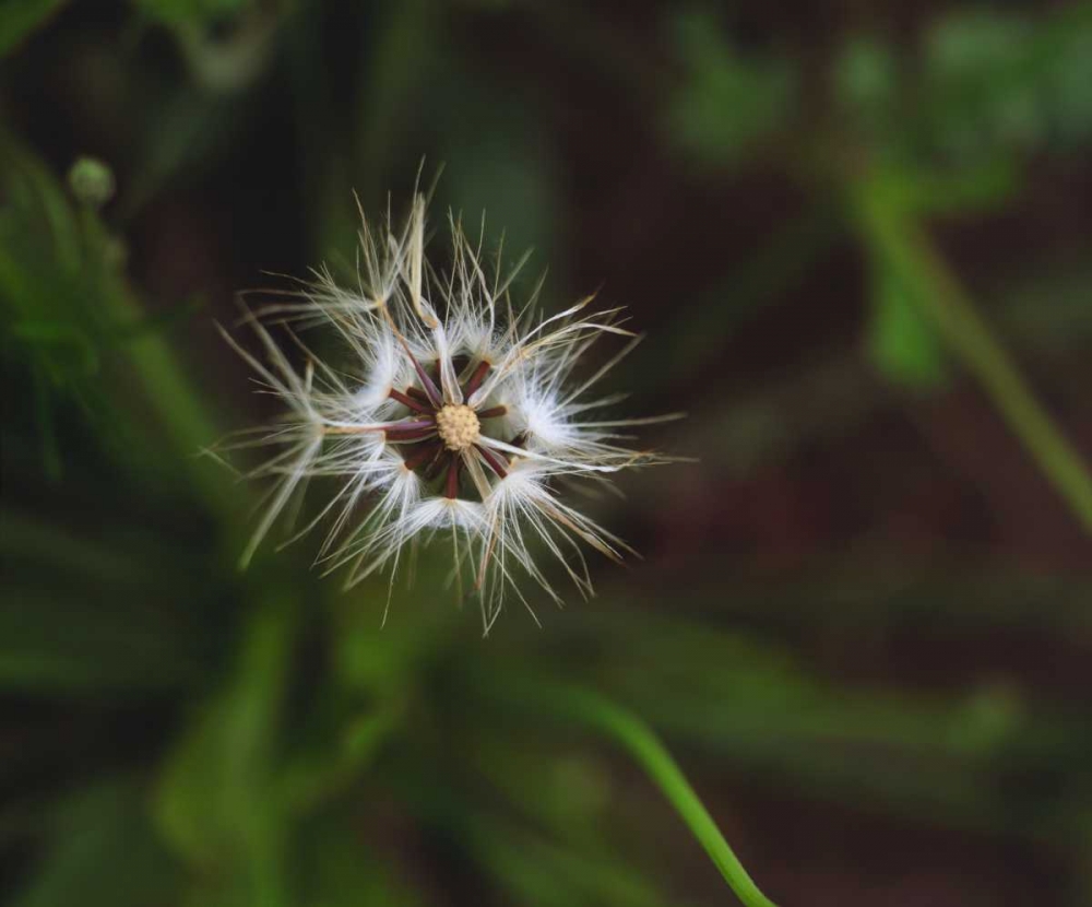 CA, San Diego, Mission Trails Park A Dandelion art print by Christopher Talbot Frank for $57.95 CAD