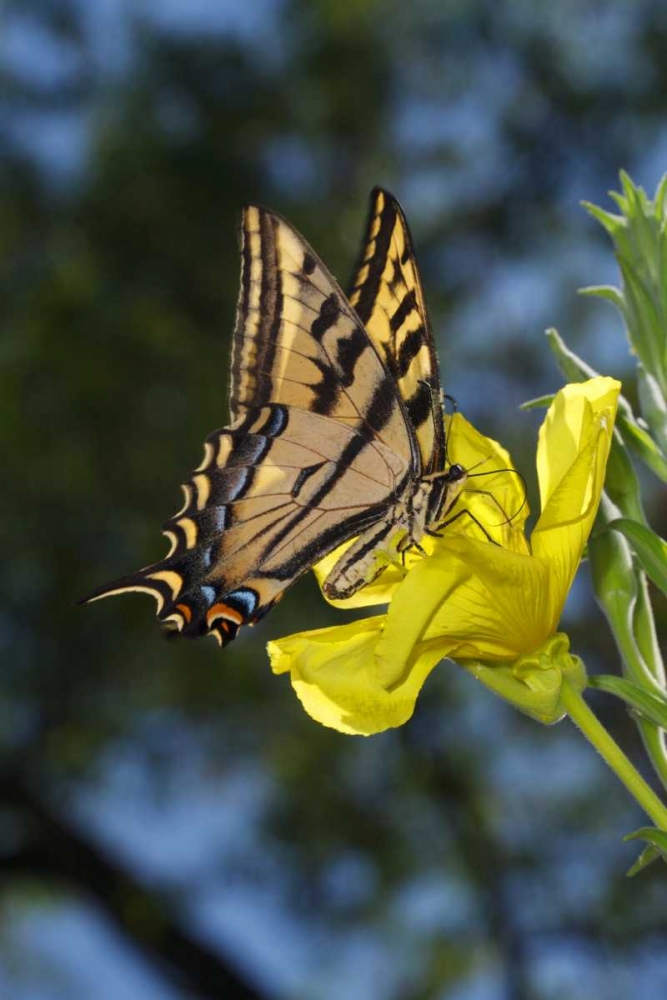 CA, Mission Trails Anise Swallowtail Butterfly art print by Christopher Talbot Frank for $57.95 CAD