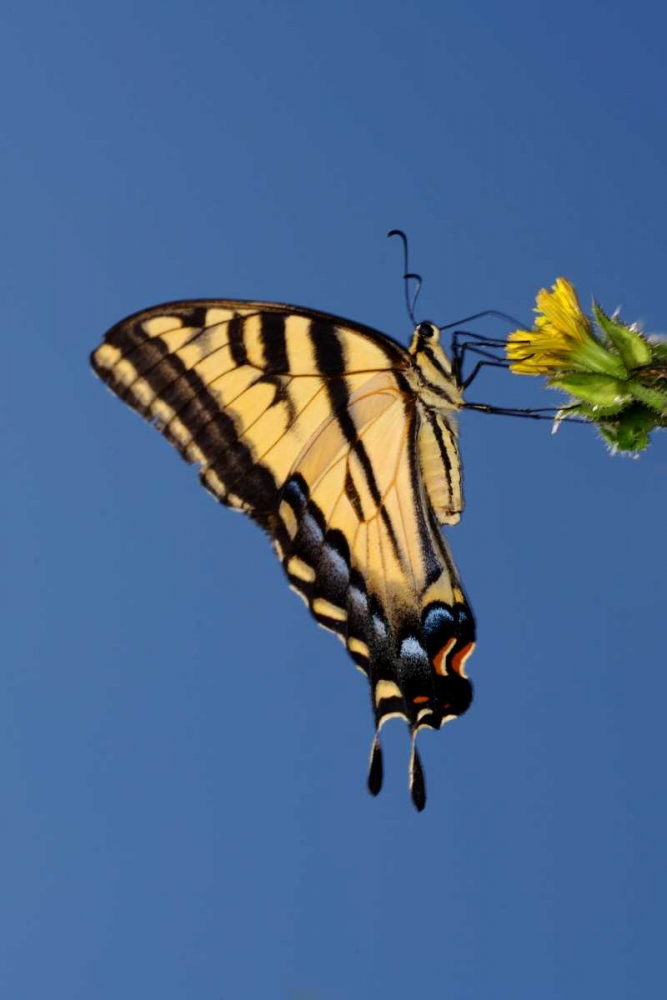 CA, Mission Trails Anise Swallowtail Butterfly art print by Christopher Talbot Frank for $57.95 CAD