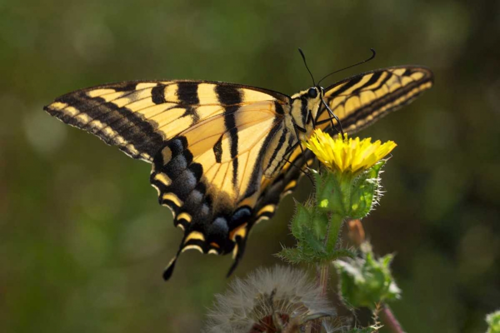 CA, San Diego, Mission Trails Anise Swallowtail art print by Christopher Talbot Frank for $57.95 CAD