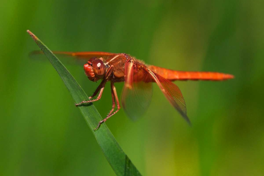 CA, San Diego, Mission Trails Park Dragonfly art print by Christopher Talbot Frank for $57.95 CAD