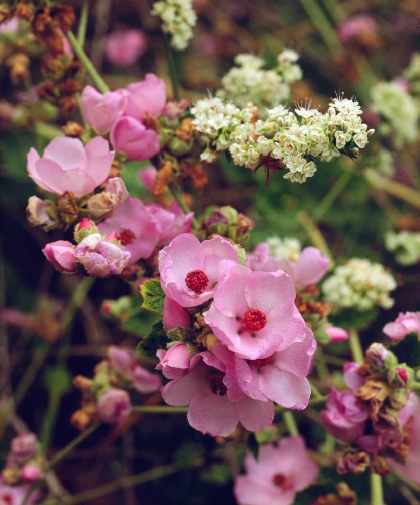 CA, San Diego, Mission Trails Wildflowers art print by Christopher Talbot Frank for $57.95 CAD