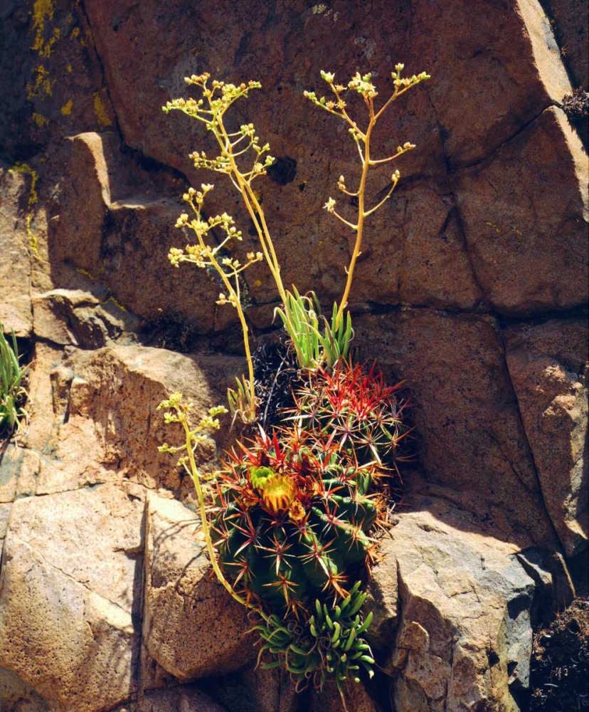CA, Mission Trails Barrel Cactus and Succulent art print by Christopher Talbot Frank for $57.95 CAD