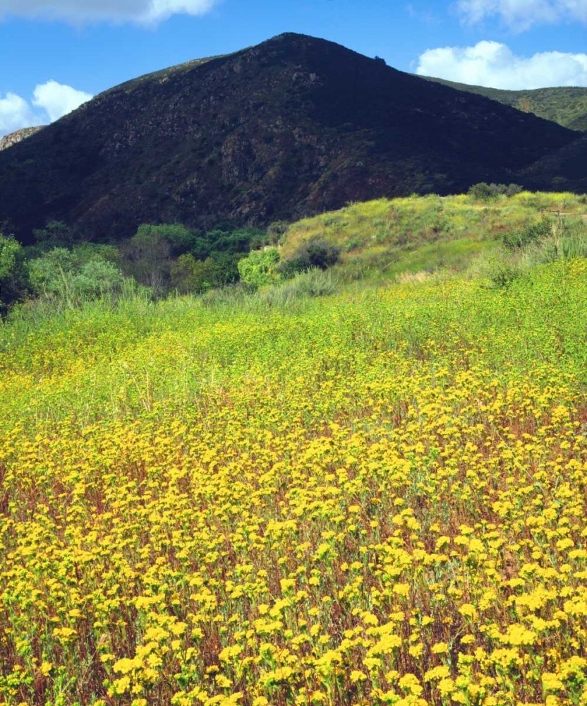 CA, San Diego, Mission Trails Park flowers art print by Christopher Talbot Frank for $57.95 CAD