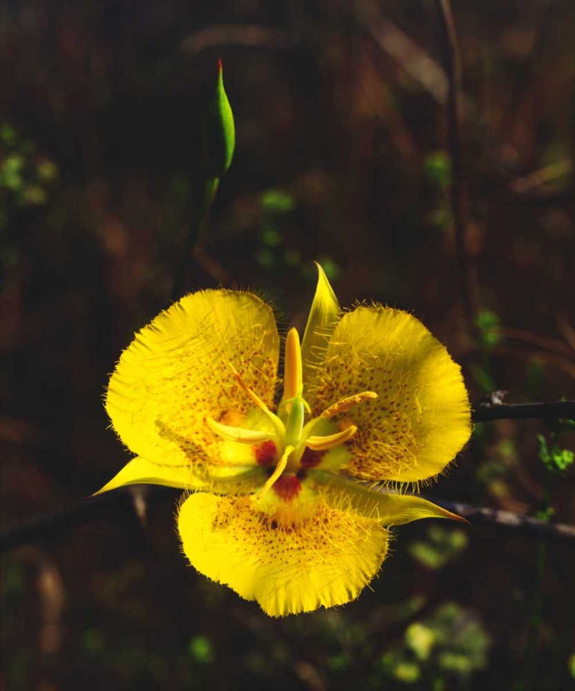 CA, San Diego, Mission Trails Park flowers art print by Christopher Talbot Frank for $57.95 CAD