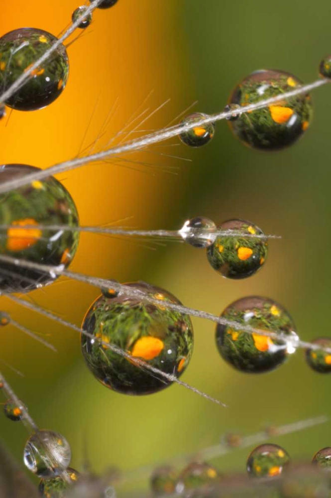 California, San Diego, Water drops on a dandelion art print by Christopher Talbot Frank for $57.95 CAD
