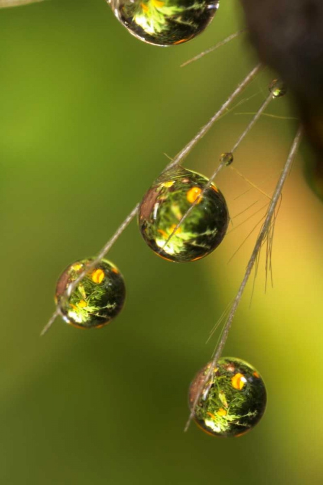 California, San Diego, Water drops on a dandelion art print by Christopher Talbot Frank for $57.95 CAD