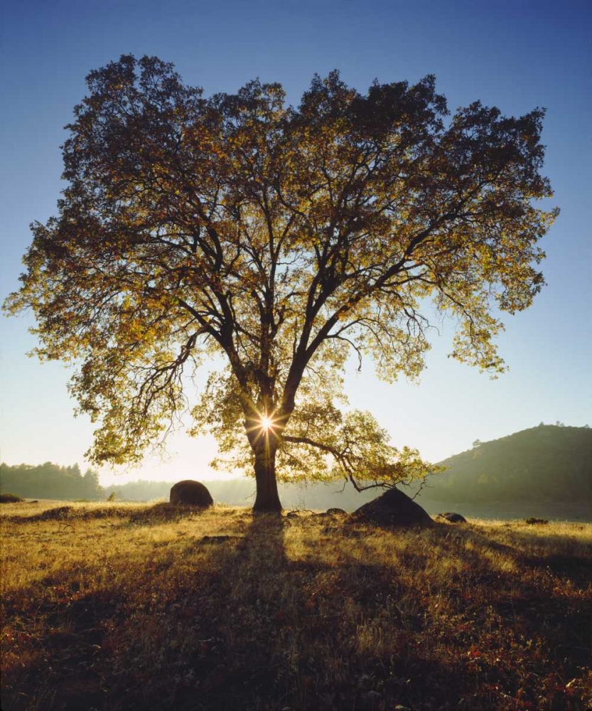 California, San Diego Black Oak Tree in Autumn art print by Christopher Talbot Frank for $57.95 CAD