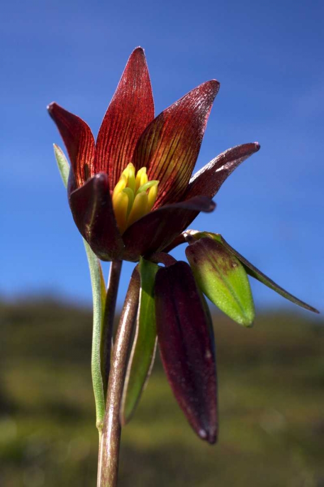 CA, Rattlesnake Canyon Chocolate Lilly art print by Christopher Talbot Frank for $57.95 CAD
