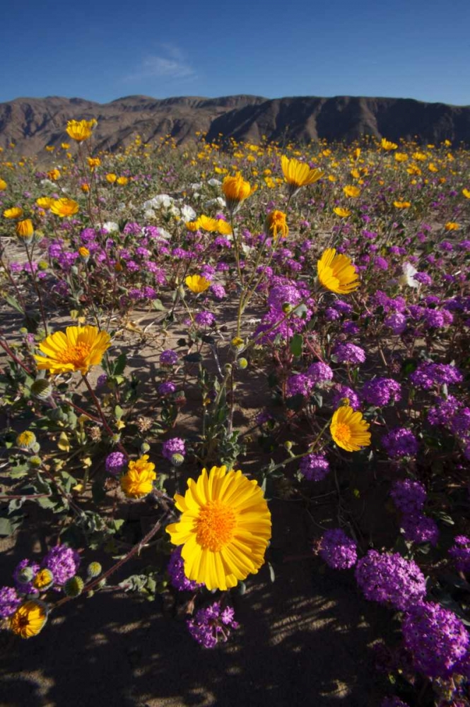 CA, San Diego Desert wildflowr scenic art print by Christopher Talbot Frank for $57.95 CAD