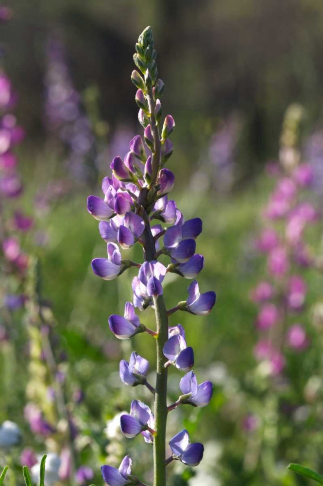 CA, San Diego Lupines in Rattlesnake Canyon art print by Christopher Talbot Frank for $57.95 CAD