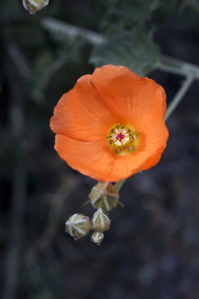 CA, San Diego Mallow flowers in the Mecca Hills art print by Christopher Talbot Frank for $57.95 CAD
