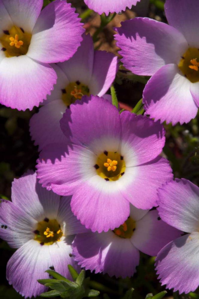 California, San Diego, Rattlesnake Canyon, Phlox art print by Christopher Talbot Frank for $57.95 CAD
