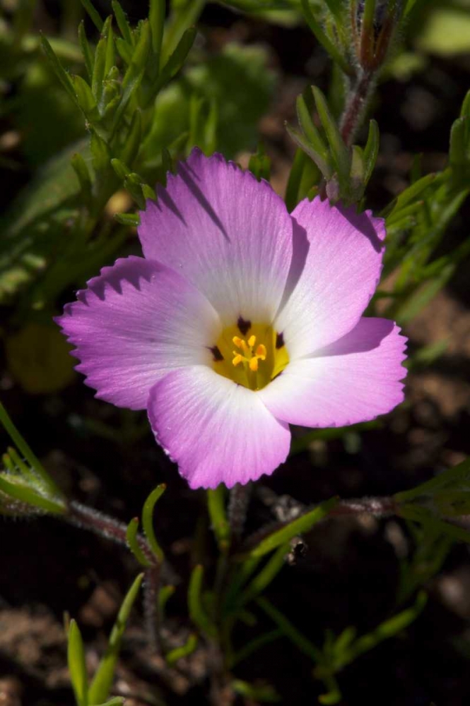 California, San Diego, Rattlesnake Canyon, Phlox art print by Christopher Talbot Frank for $57.95 CAD