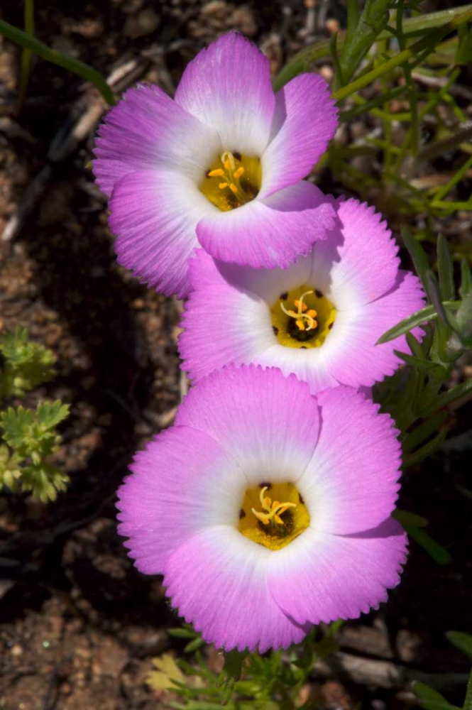 California, San Diego, Rattlesnake Canyon, Phlox art print by Christopher Talbot Frank for $57.95 CAD