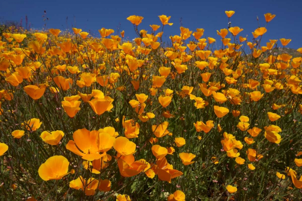 California, San Diego, Rattlesnake Canyon, Poppy art print by Christopher Talbot Frank for $57.95 CAD