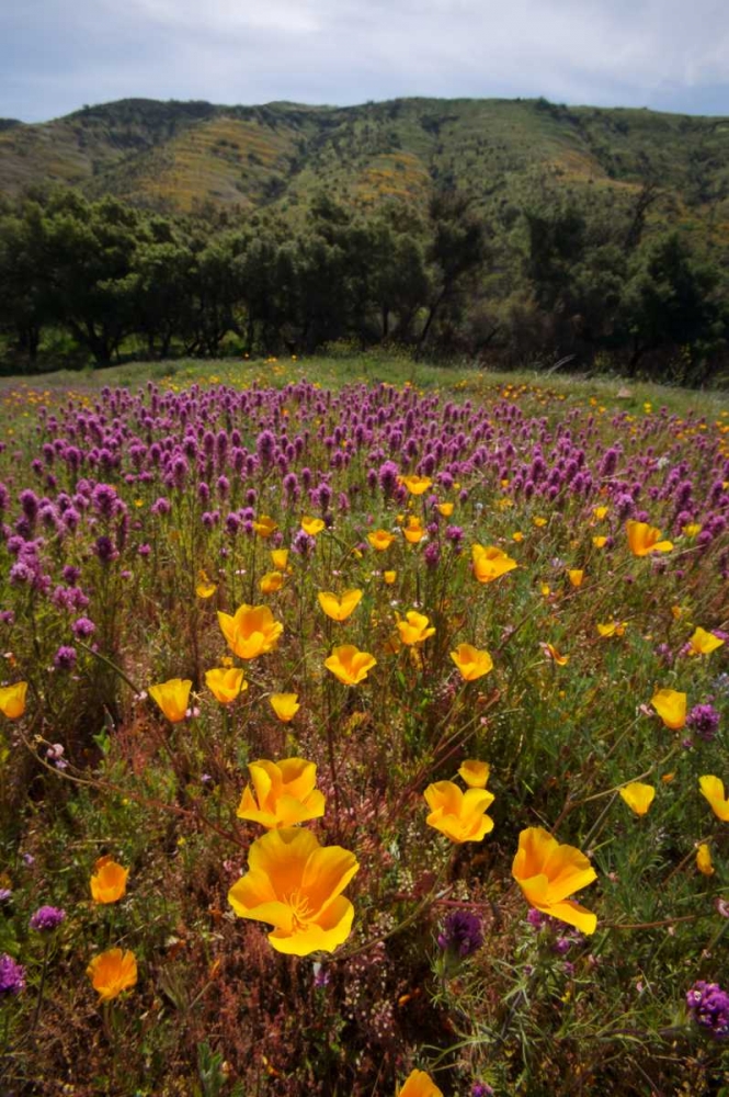 California, San Diego, Rattlesnake Canyon, Poppy art print by Christopher Talbot Frank for $57.95 CAD