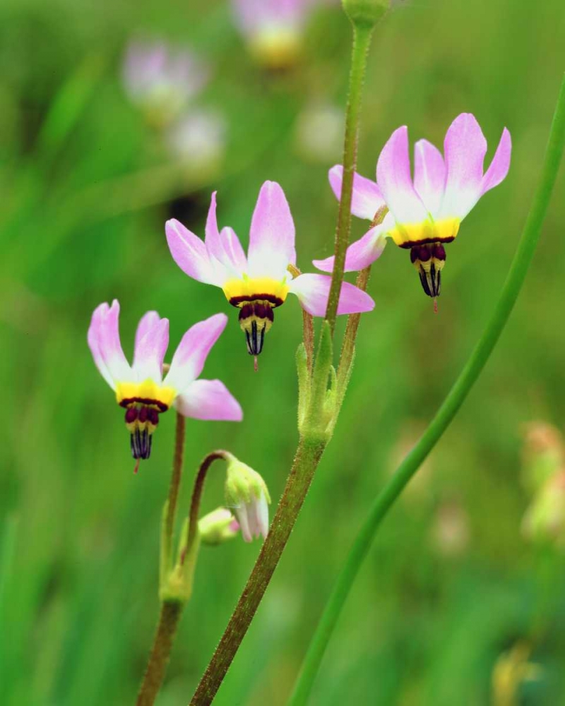 CA Shooting Star flowers in Mission Trails Park art print by Christopher Talbot Frank for $57.95 CAD