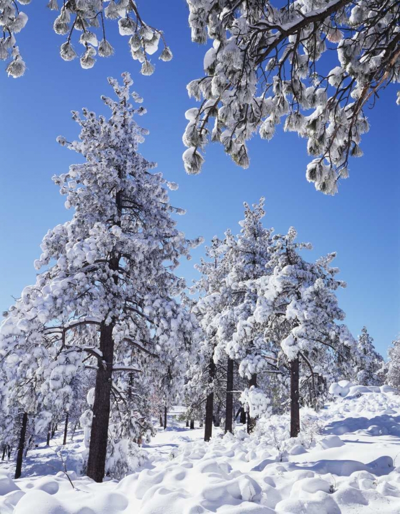 CA, San Diego snowy trees in the Laguna Mts art print by Christopher Talbot Frank for $57.95 CAD