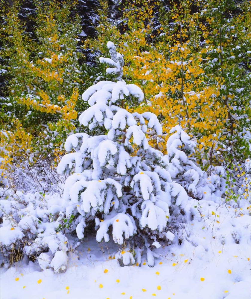 CA, Sierra Nevada Snow-covered trees art print by Christopher Talbot Frank for $57.95 CAD