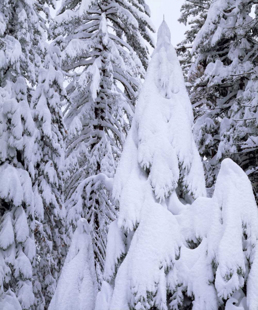 CA, Sierra Nevada Snow-covered trees art print by Christopher Talbot Frank for $57.95 CAD
