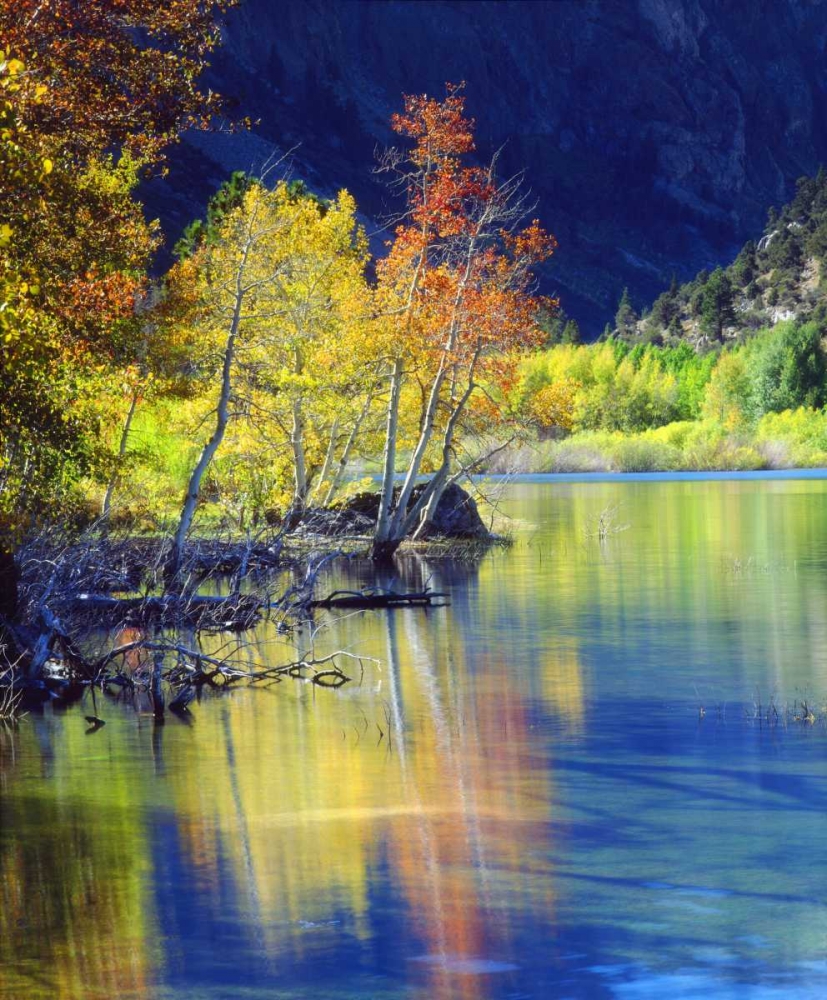 CA, Sierra Nevada, Aspen tree by Grant Lake art print by Christopher Talbot Frank for $57.95 CAD