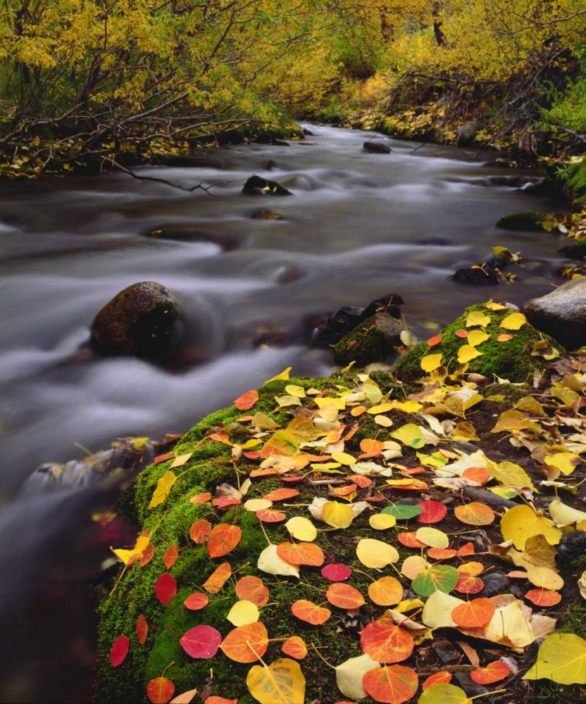 CA, Sierra Nevada, Autumn along McGee Creek art print by Christopher Talbot Frank for $57.95 CAD