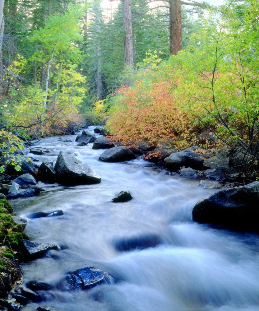CA, Sierra Nevada, Autumn at Lee Vining Creek art print by Christopher Talbot Frank for $57.95 CAD