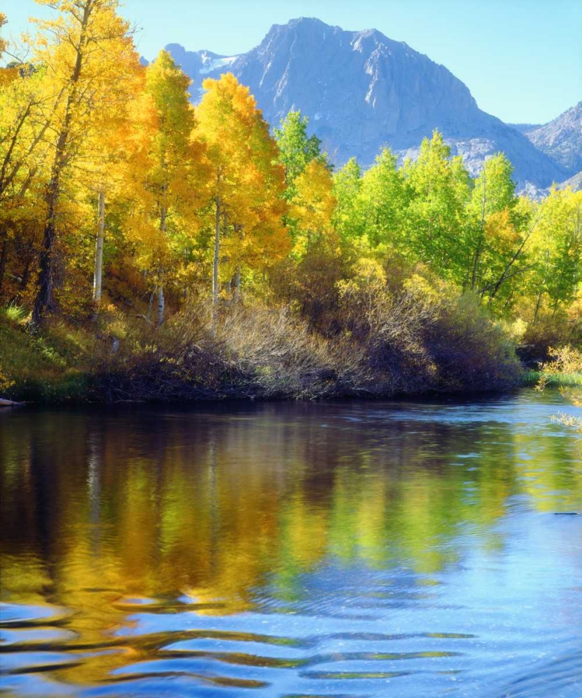 CA, Sierra Nevada, Autumn reflects in Rush Creek art print by Christopher Talbot Frank for $57.95 CAD
