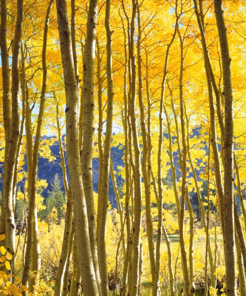 California, Sierra Nevada, Fall colors of Aspens art print by Christopher Talbot Frank for $57.95 CAD