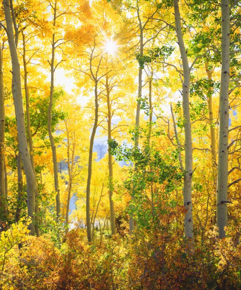 California, Sierra Nevada, Fall colors of Aspens art print by Christopher Talbot Frank for $57.95 CAD