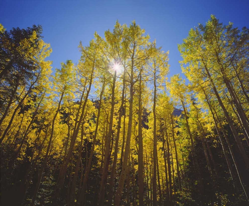 California, Sierra Nevada, Fall colors of Aspens art print by Christopher Talbot Frank for $57.95 CAD