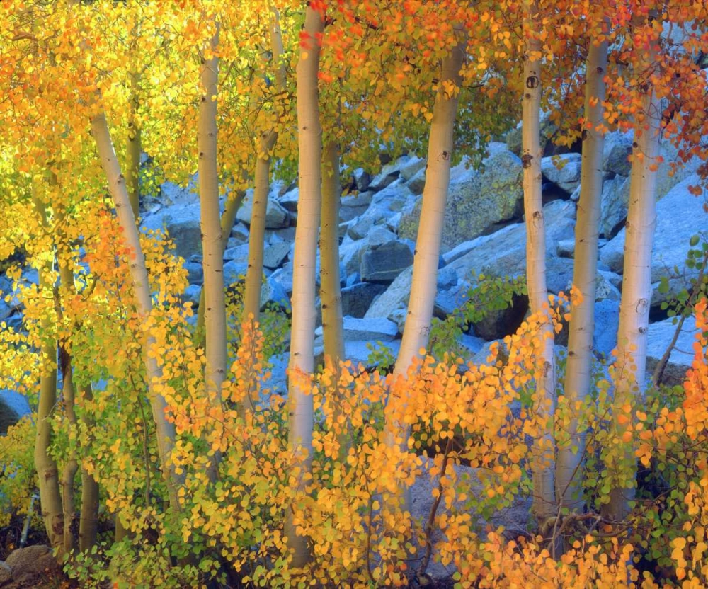 California, Sierra Nevada, Fall colors of Aspens art print by Christopher Talbot Frank for $57.95 CAD